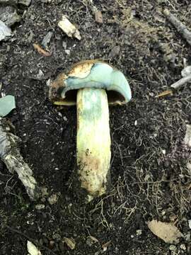 Boletus vermiculosoides A. H. Sm. & Thiers 1971的圖片