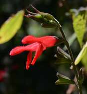 Imagem de Salvia fulgens Cav.