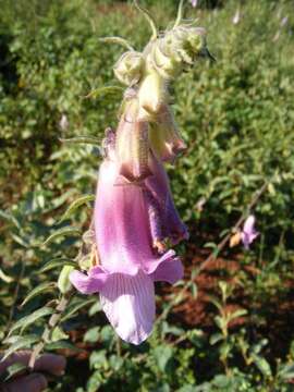 Image of African foxglove