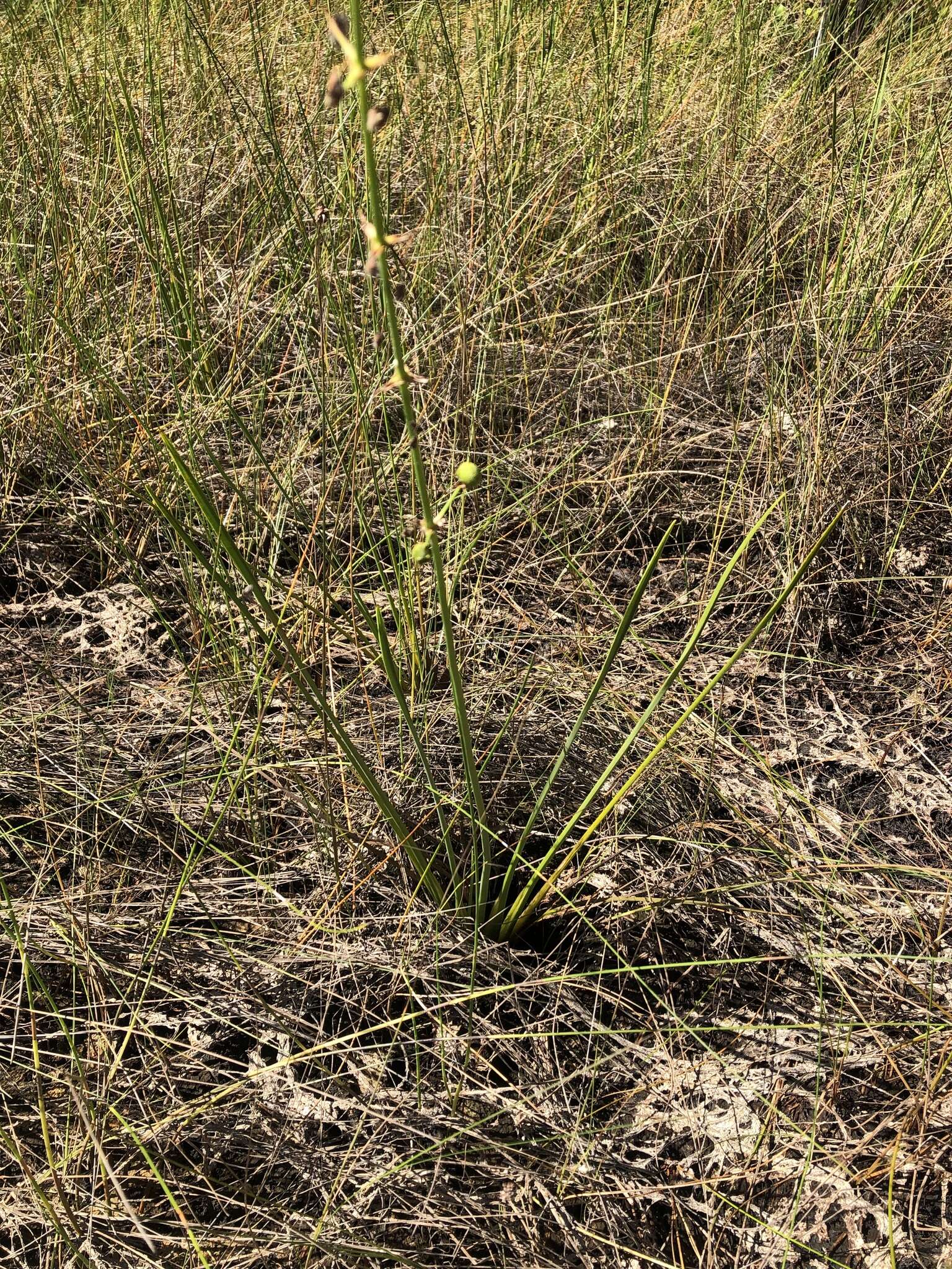 Image of grassy arrowhead