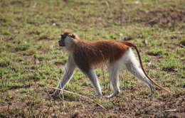 Image of Patas Monkey