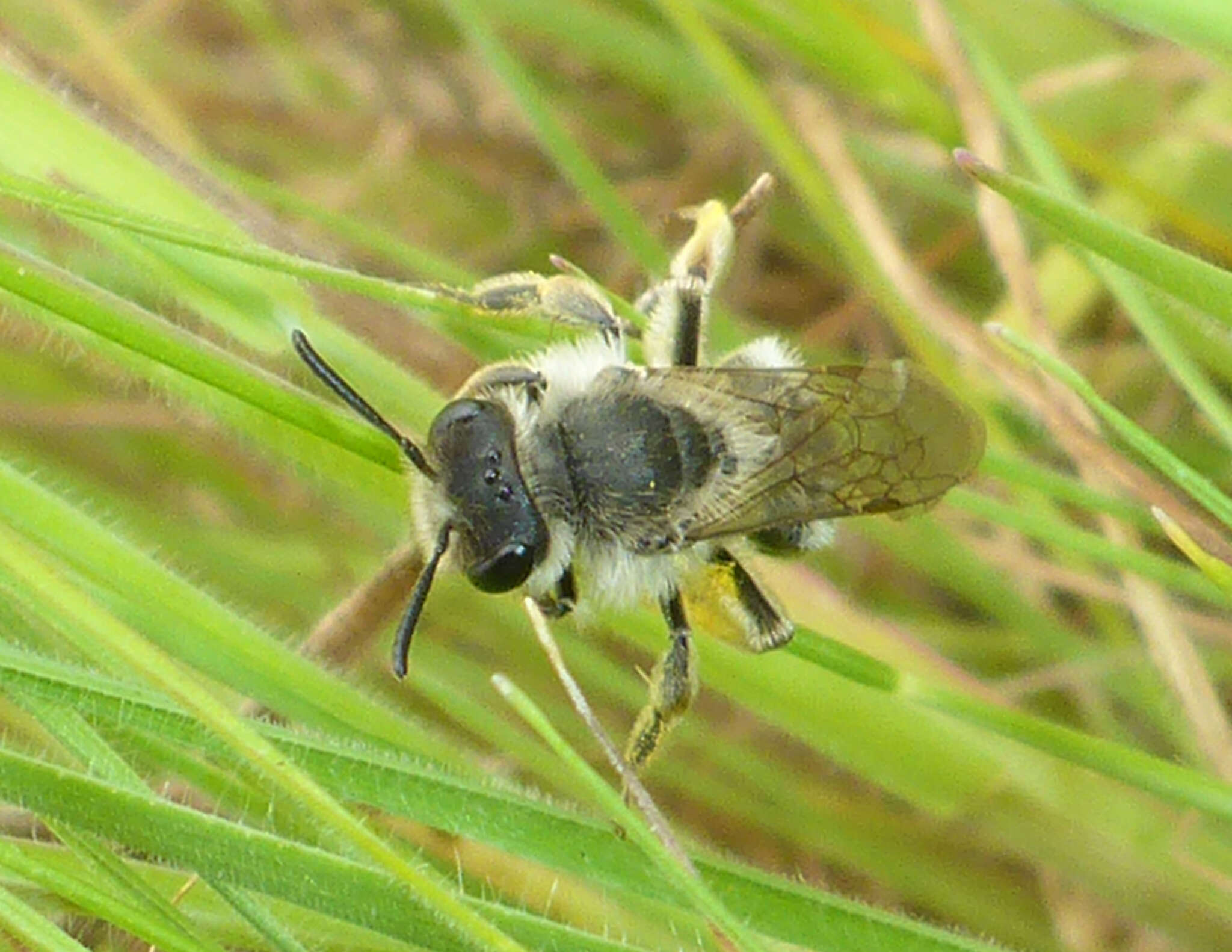 Image of Andrena baeriae Timberlake 1941