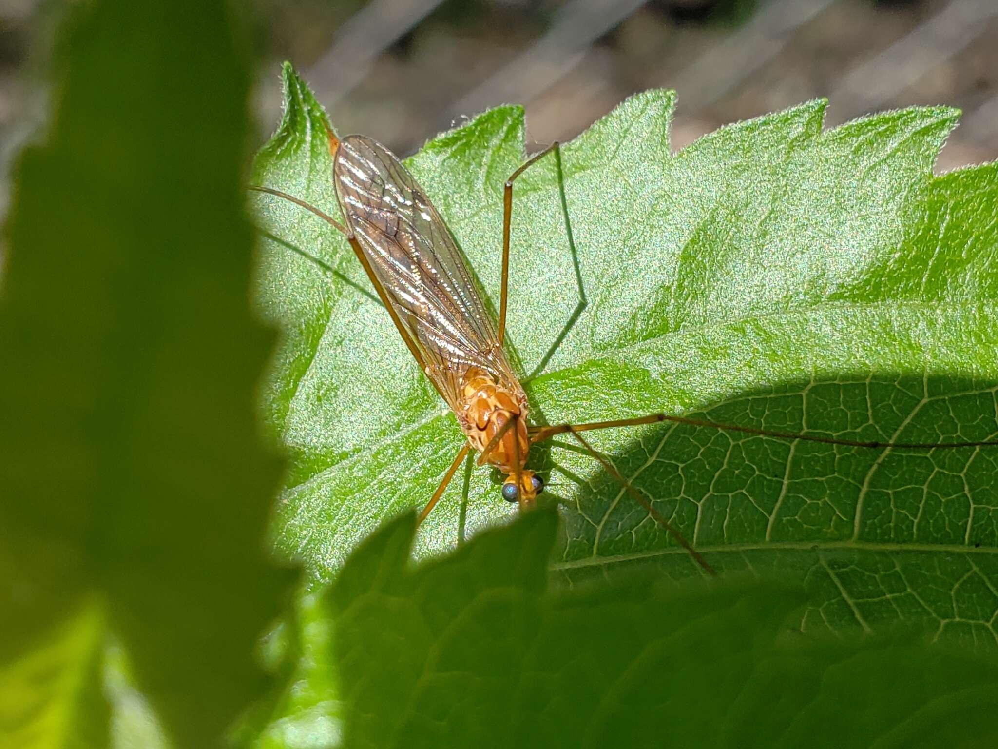 Plancia ëd Nephrotoma ferruginea (Fabricius 1805)