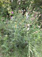 Image of Musk Thistle