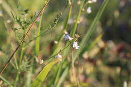 Image of Astragalus austriacus Jacq.