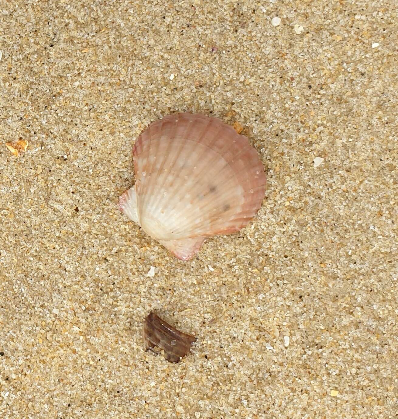 Image of Australian scallop