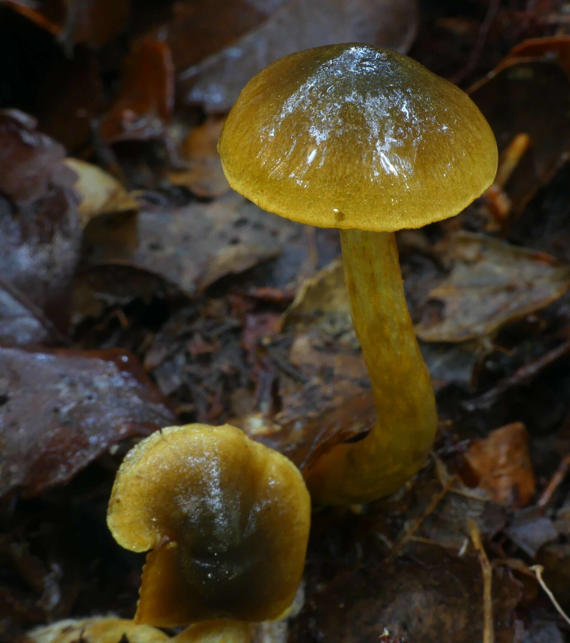 Image of Dermocybe icterinoides E. Horak 1988