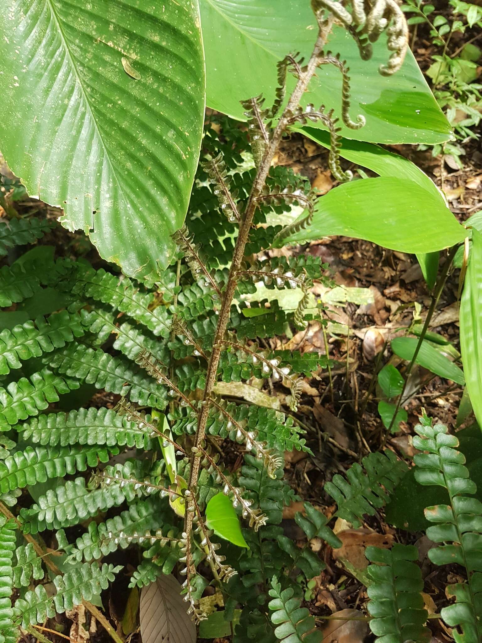 Image of Didymochlaenaceae
