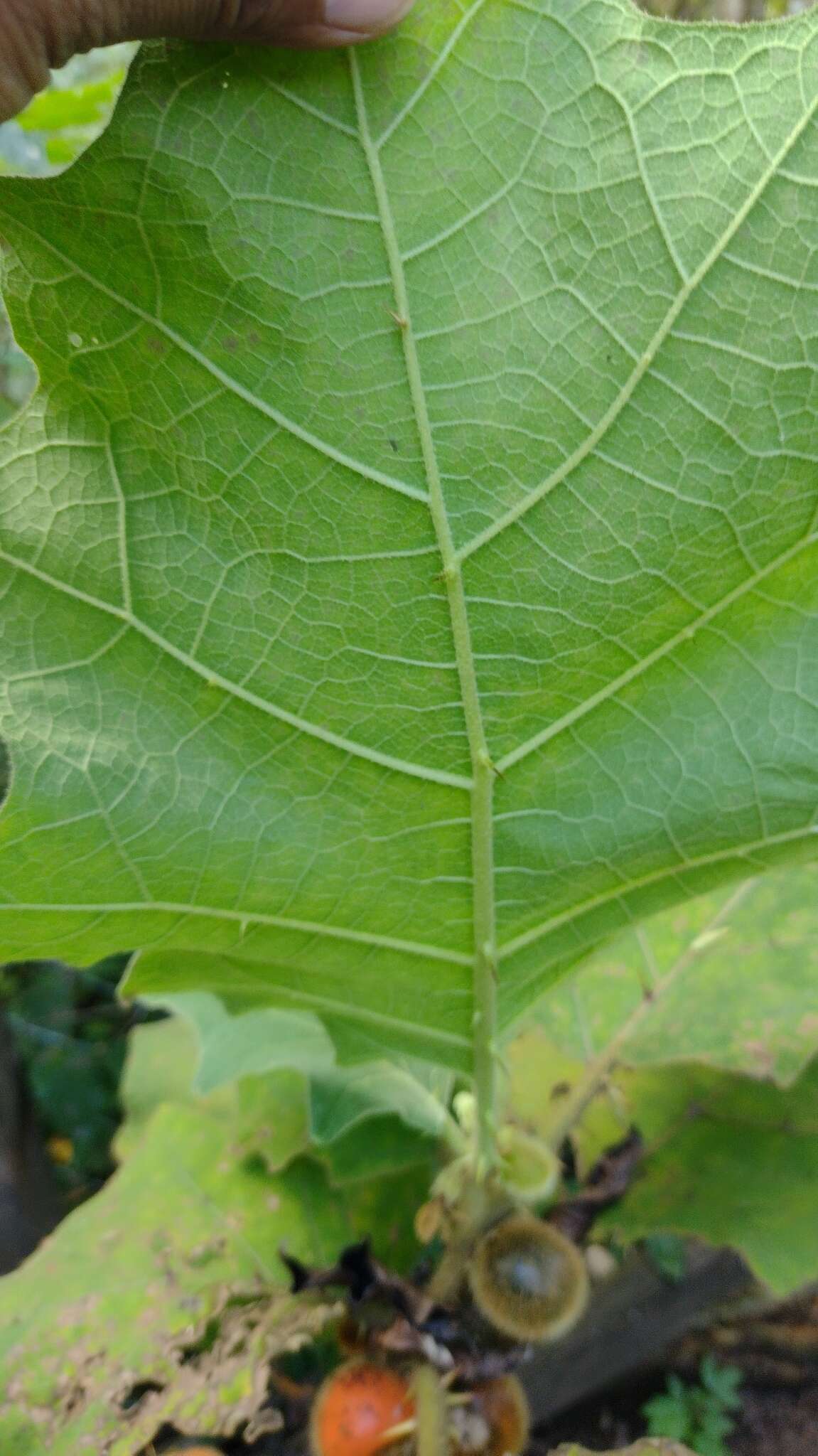 Image of Solanum hirtum Vahl