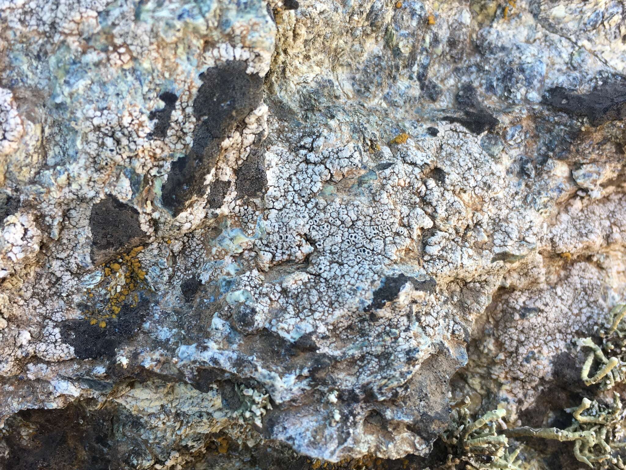 Image of crater lichen