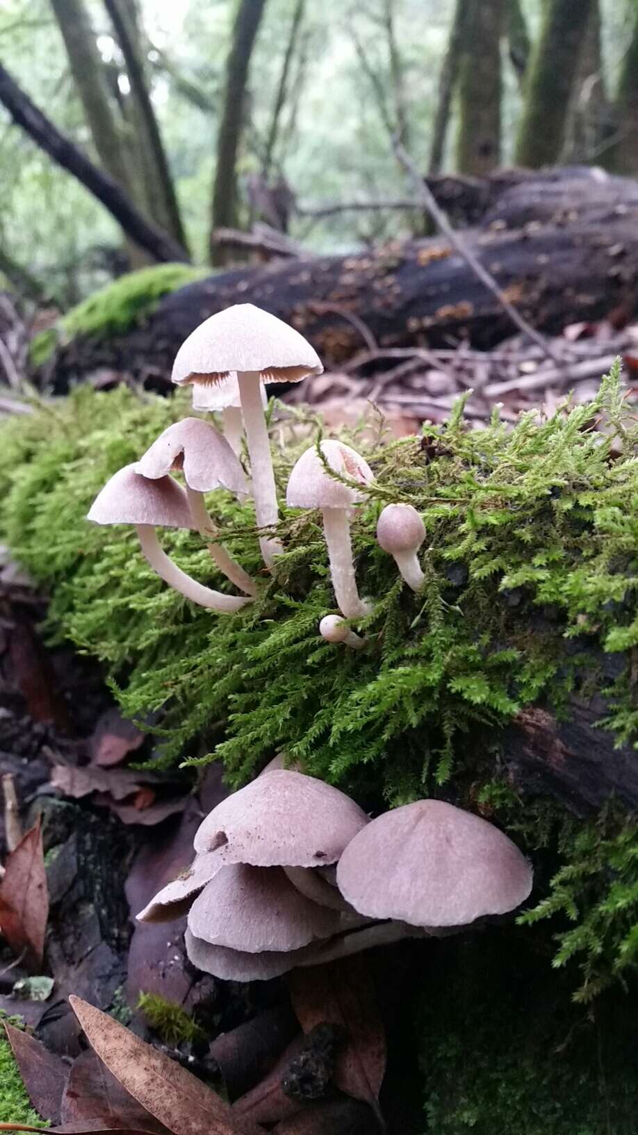 Image de Coprinopsis canoceps (Kauffman) Örstadius & E. Larss. 2015