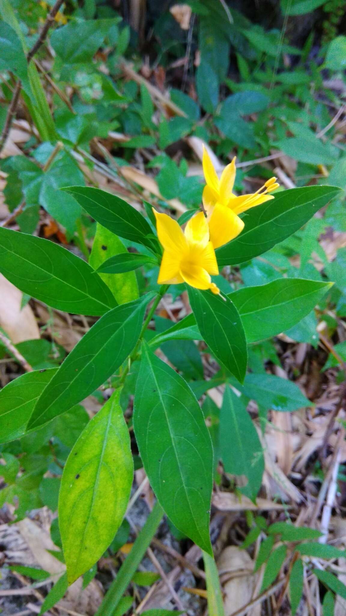 Image of porcupine flower