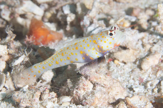 Image of Spotted prawn goby