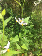 Image of Texas nightshade