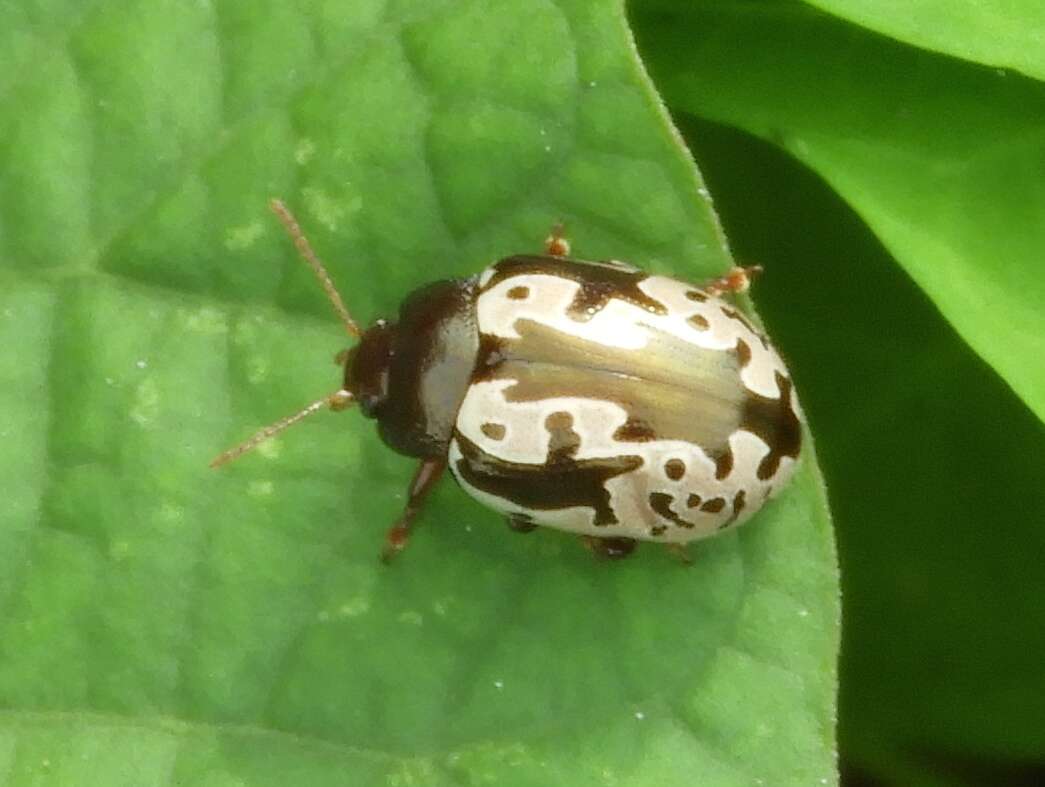 Image of Calligrapha intermedia Jacoby J. Gomez-Zurita 1882