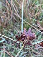 Cyperus nitidus Lam.的圖片