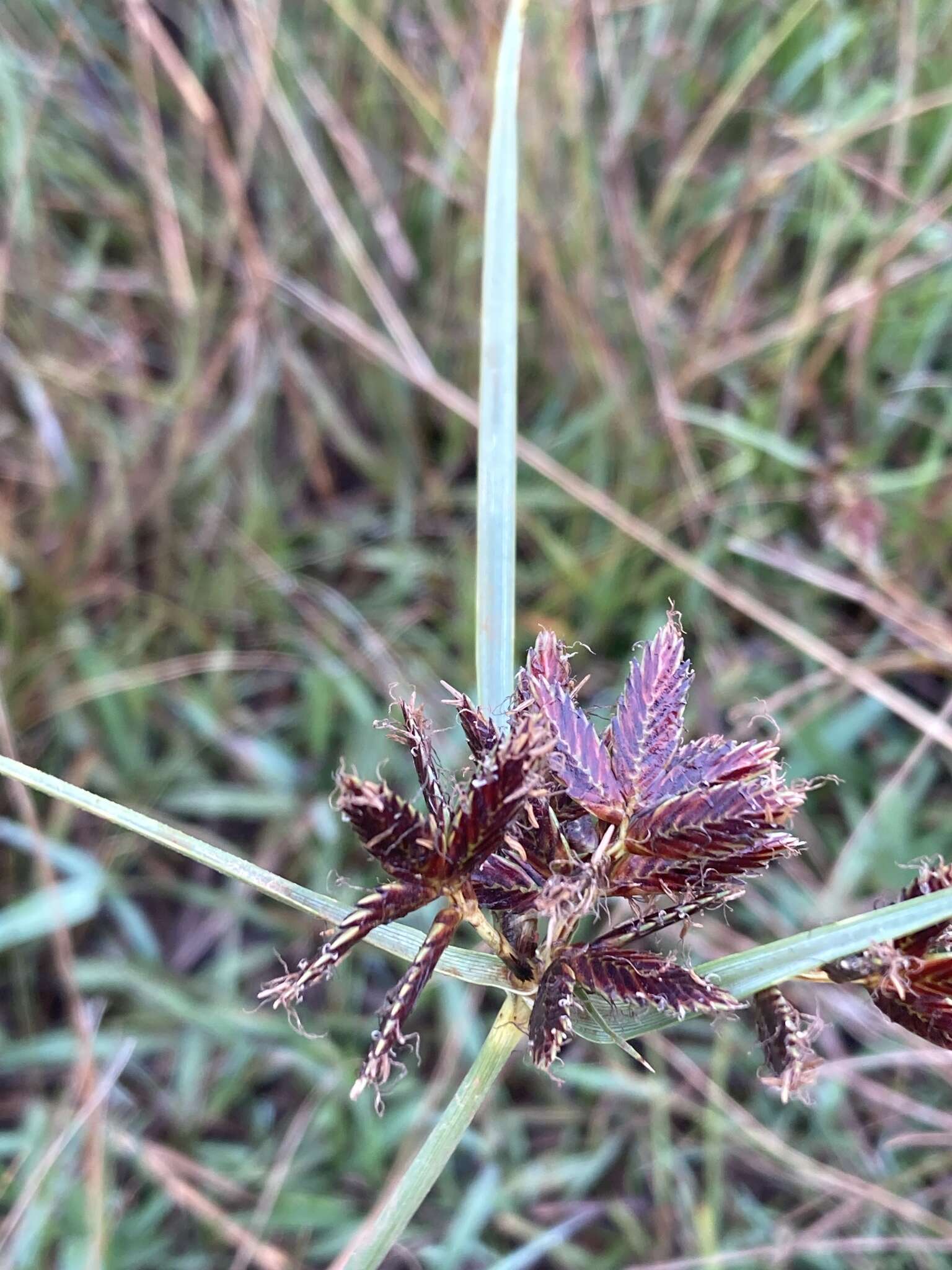 Cyperus nitidus Lam.的圖片