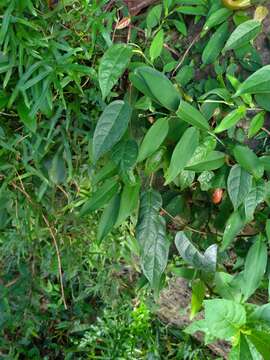 Image of Ficus sarmentosa var. henryi (King ex Oliver) Corner