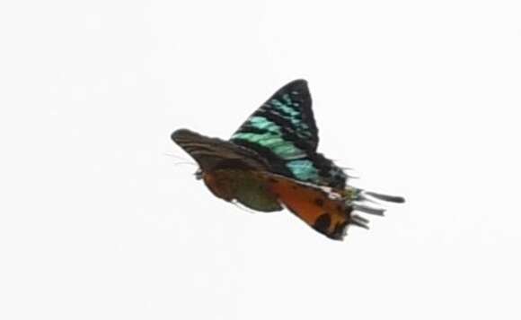 Image of Madagascan Sunset Moth