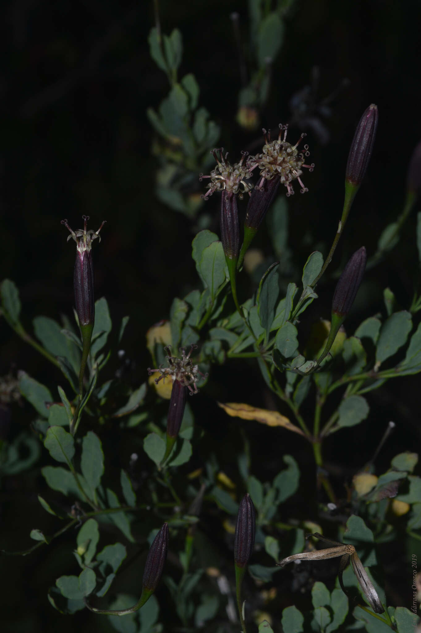 Image of Porophyllum obscurum (Spreng.) DC.