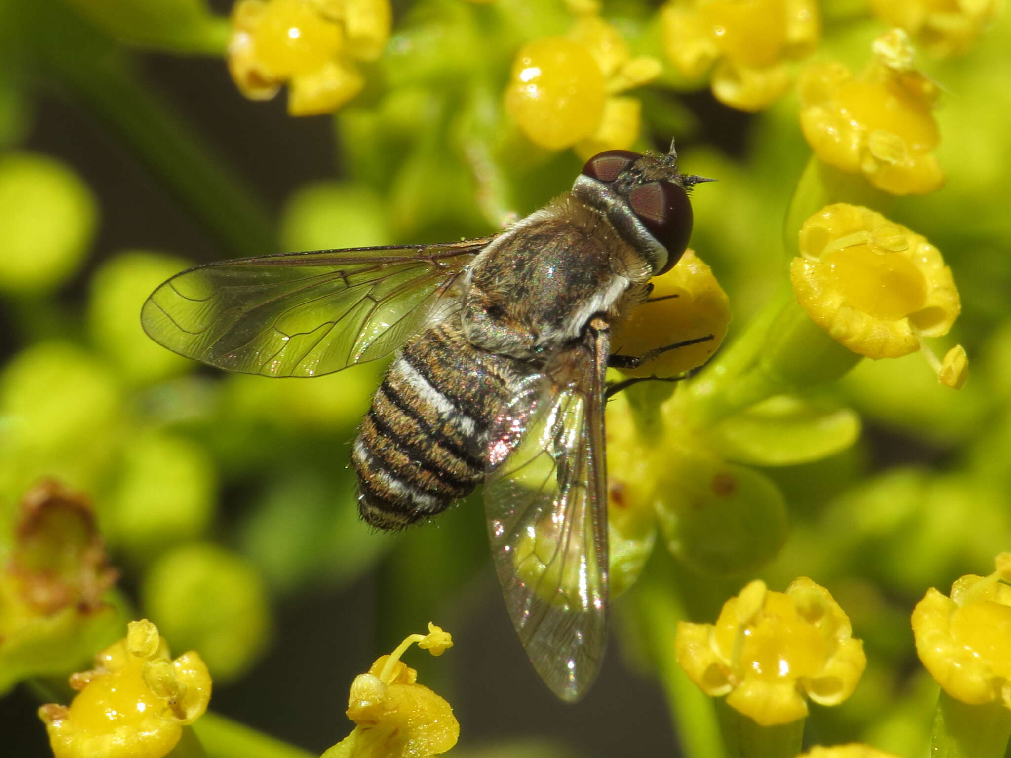 Exhyalanthrax muscarius (Pallas 1818) resmi