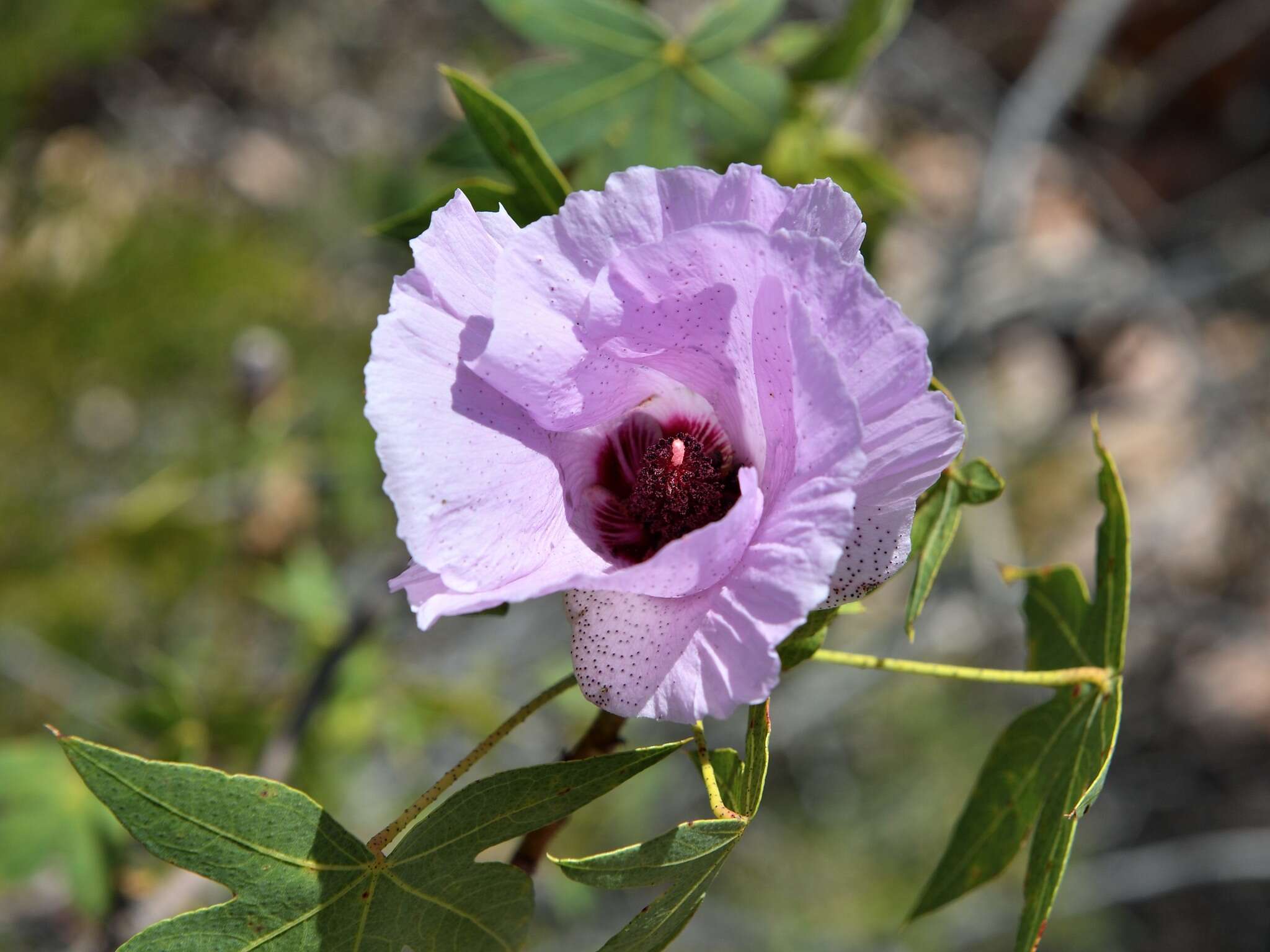 Image of Gossypium robinsonii F. Müll.