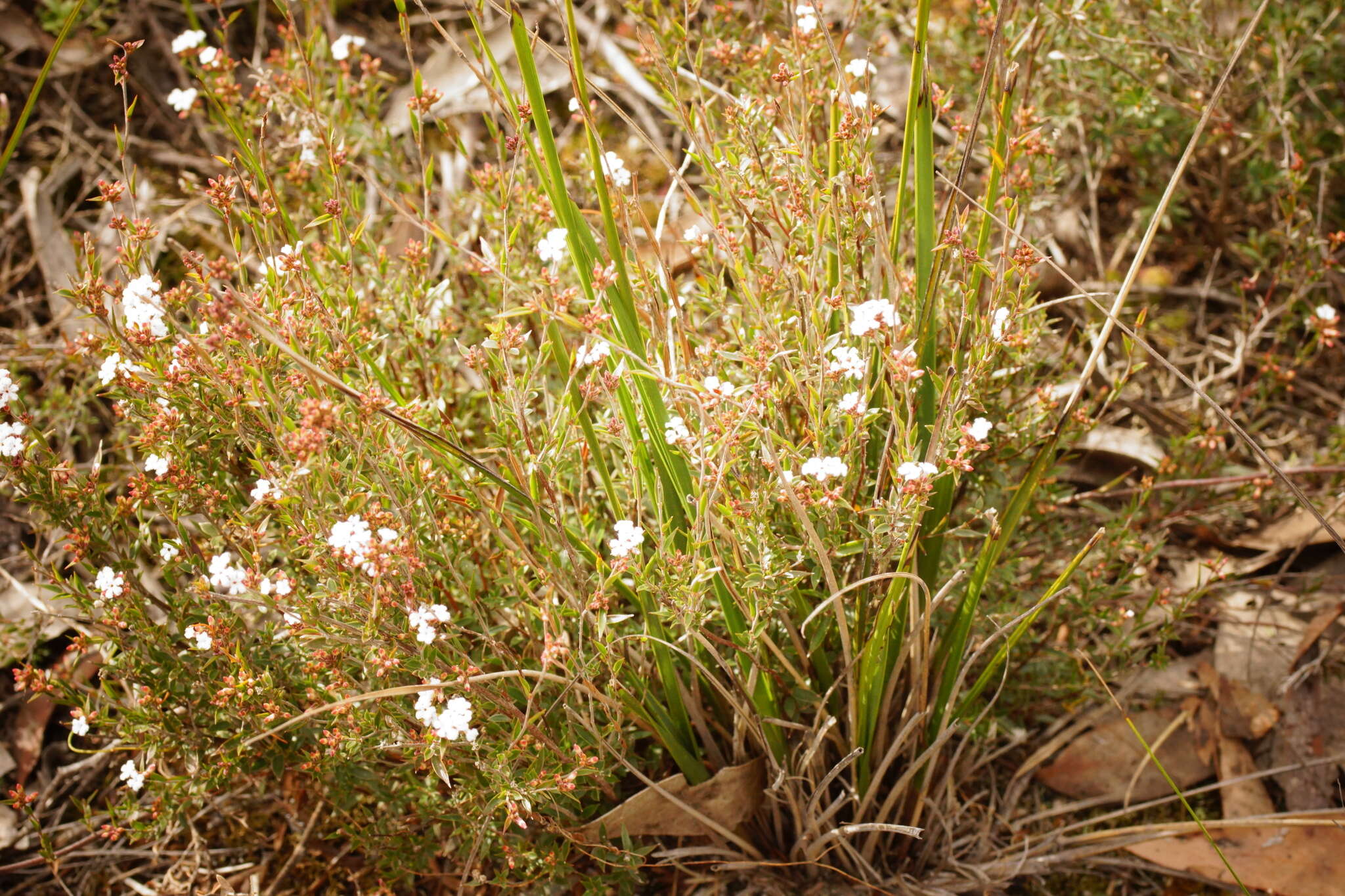 Image of Leucopogon virgatus var. virgatus