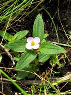 Imagem de Antherotoma debilis (Sond.) H. Jacques-Félix