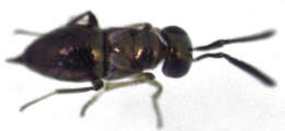 Image of Odiaglyptus biformis Noyes 1988