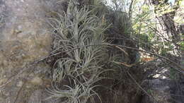 Image of Tillandsia pueblensis L. B. Sm.