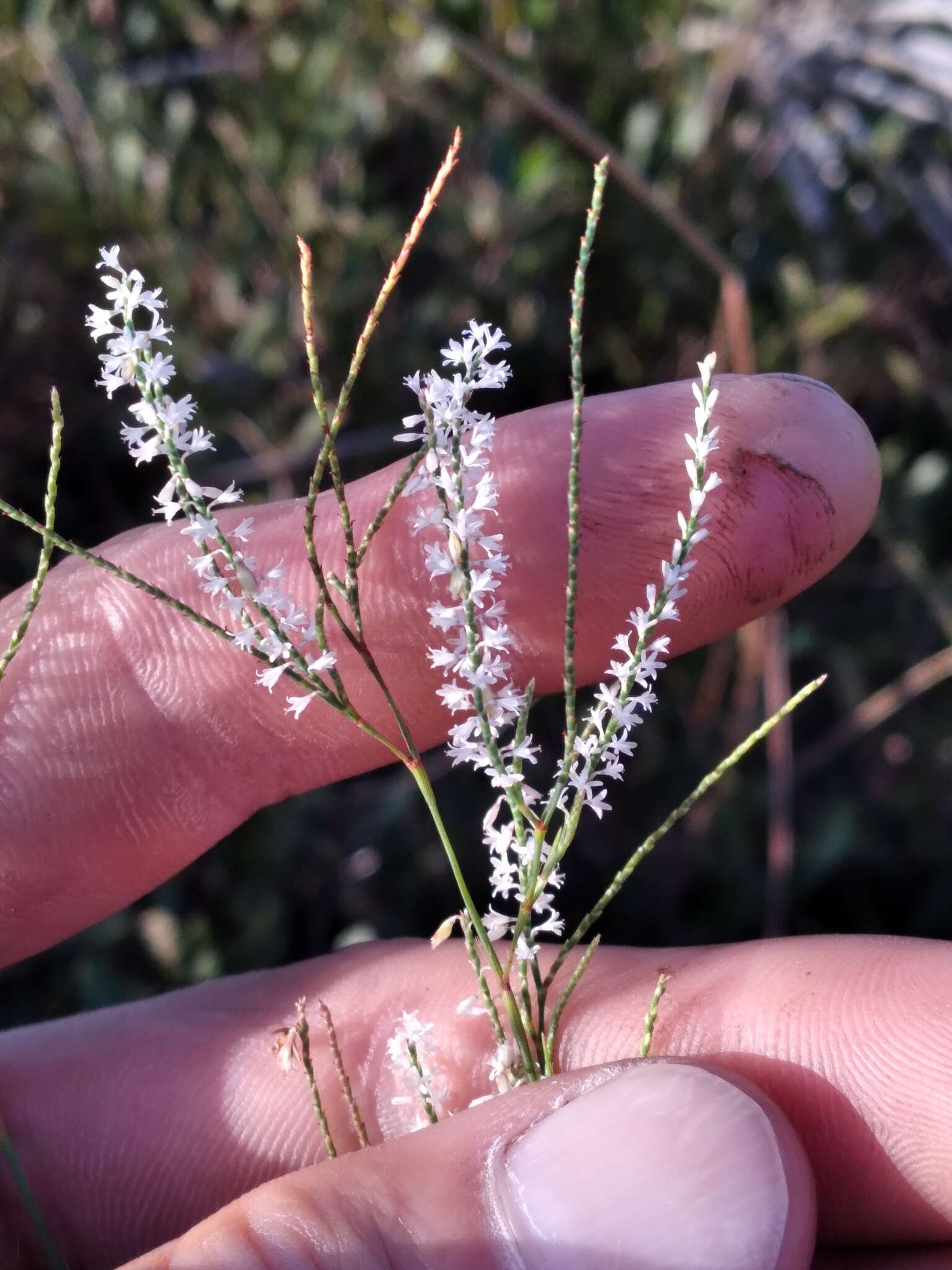 Image of hairy jointweed