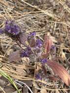 Image of low phacelia