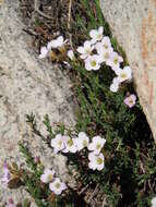 Image de Heliophila cedarbergensis Marais