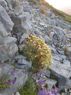 Imagem de Saxifraga squarrosa Sieber