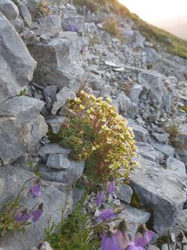 Image of Saxifraga squarrosa Sieber