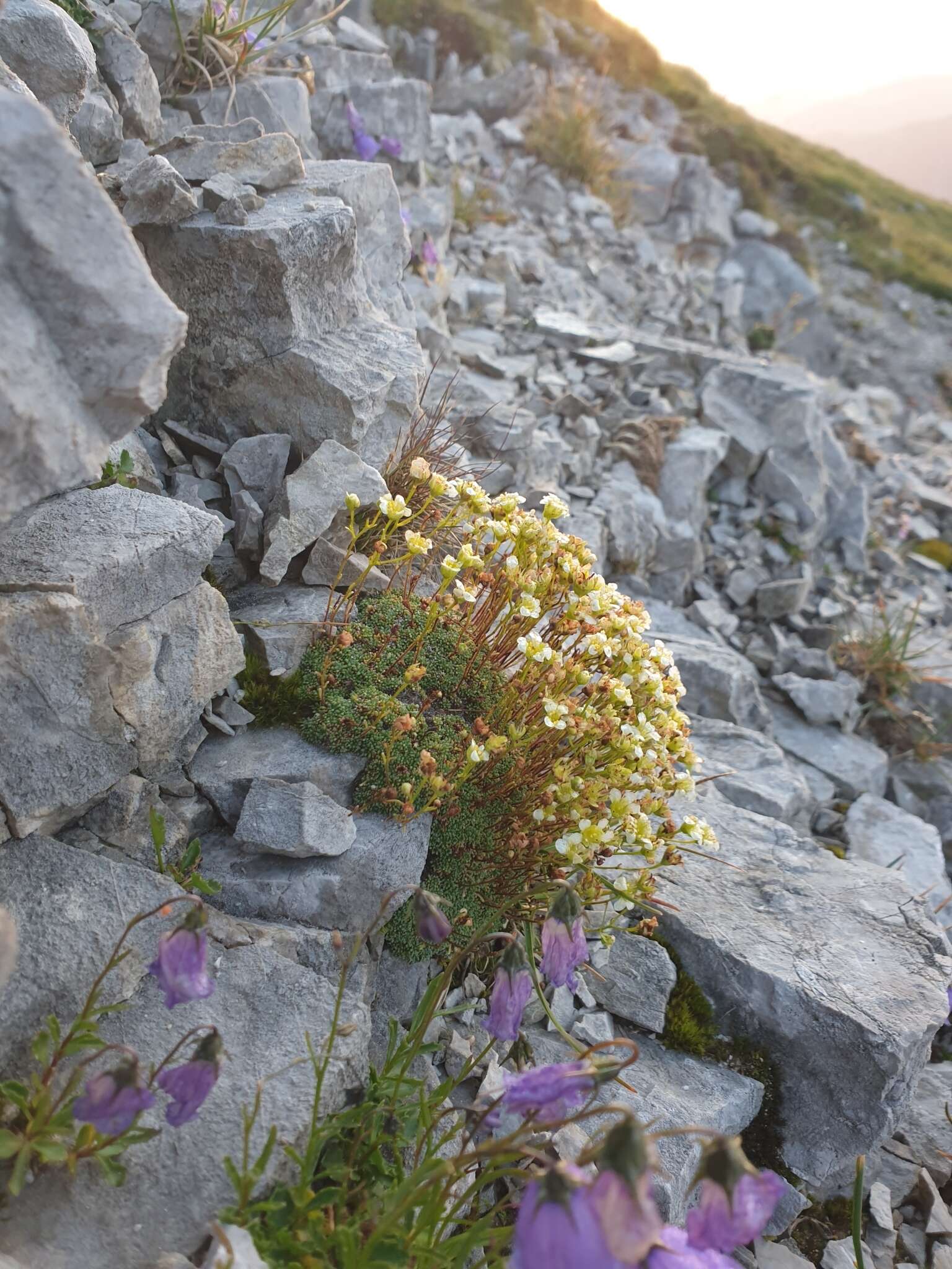 Sivun Saxifraga squarrosa Sieber kuva