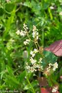 Image of madeira vine