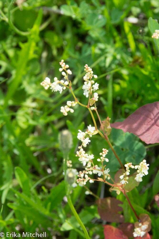 صورة Fallopia scandens (L.) Holub