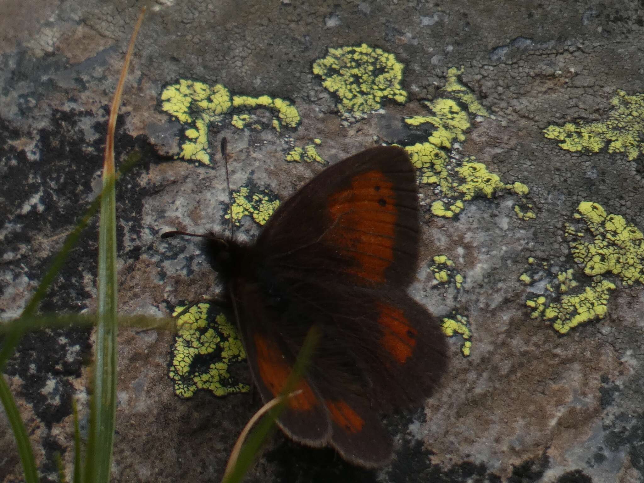 Image of Mnestra’s Ringlet