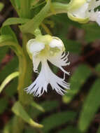 Image of Eastern prairie fringed orchid