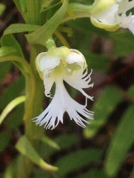 Imagem de Platanthera leucophaea (Nutt.) Lindl.