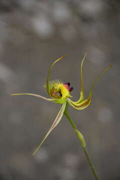 Image of Butterfly orchid