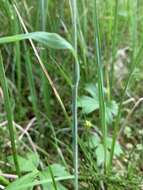 Image of Trisetum spicatum subsp. molle (Kunth) Hultén