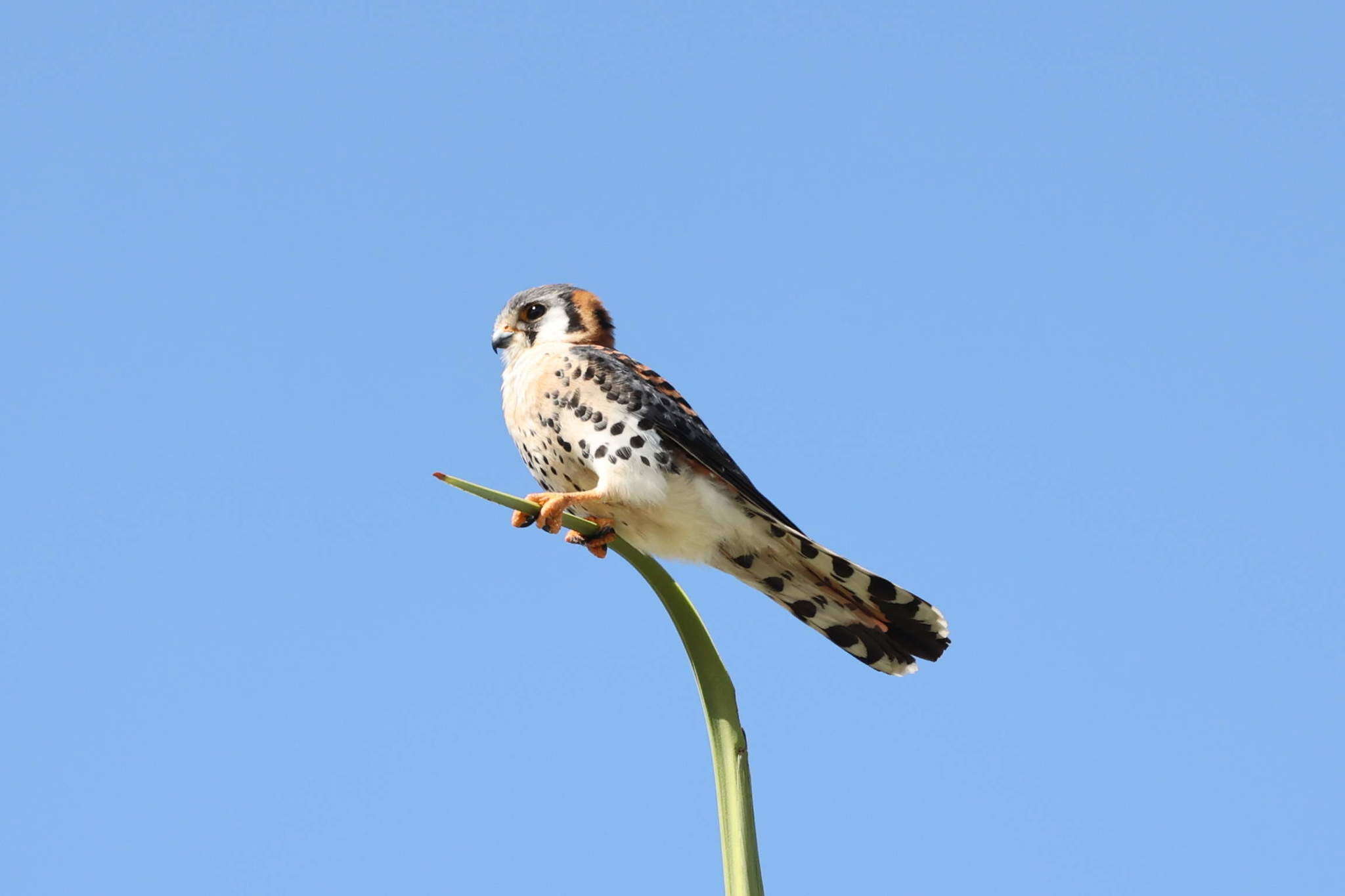 Image of Falco sparverius caribaearum Gmelin & JF 1788