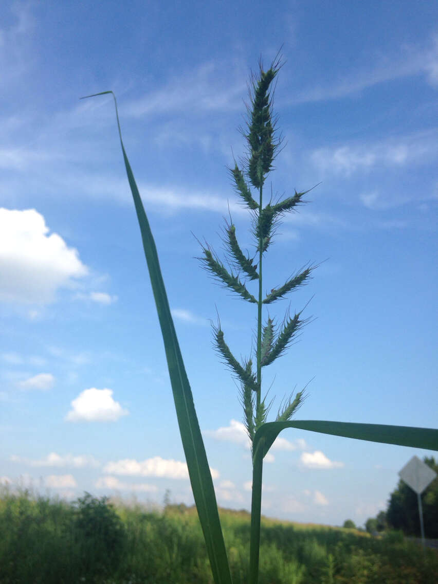 Plancia ëd Echinochloa muricata (P. Beauv.) Fernald