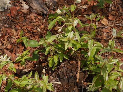 Image of Aspicarpa schininii W. R. Anderson