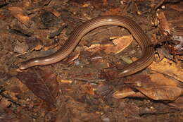 Image of Brongersma's Worm Snake