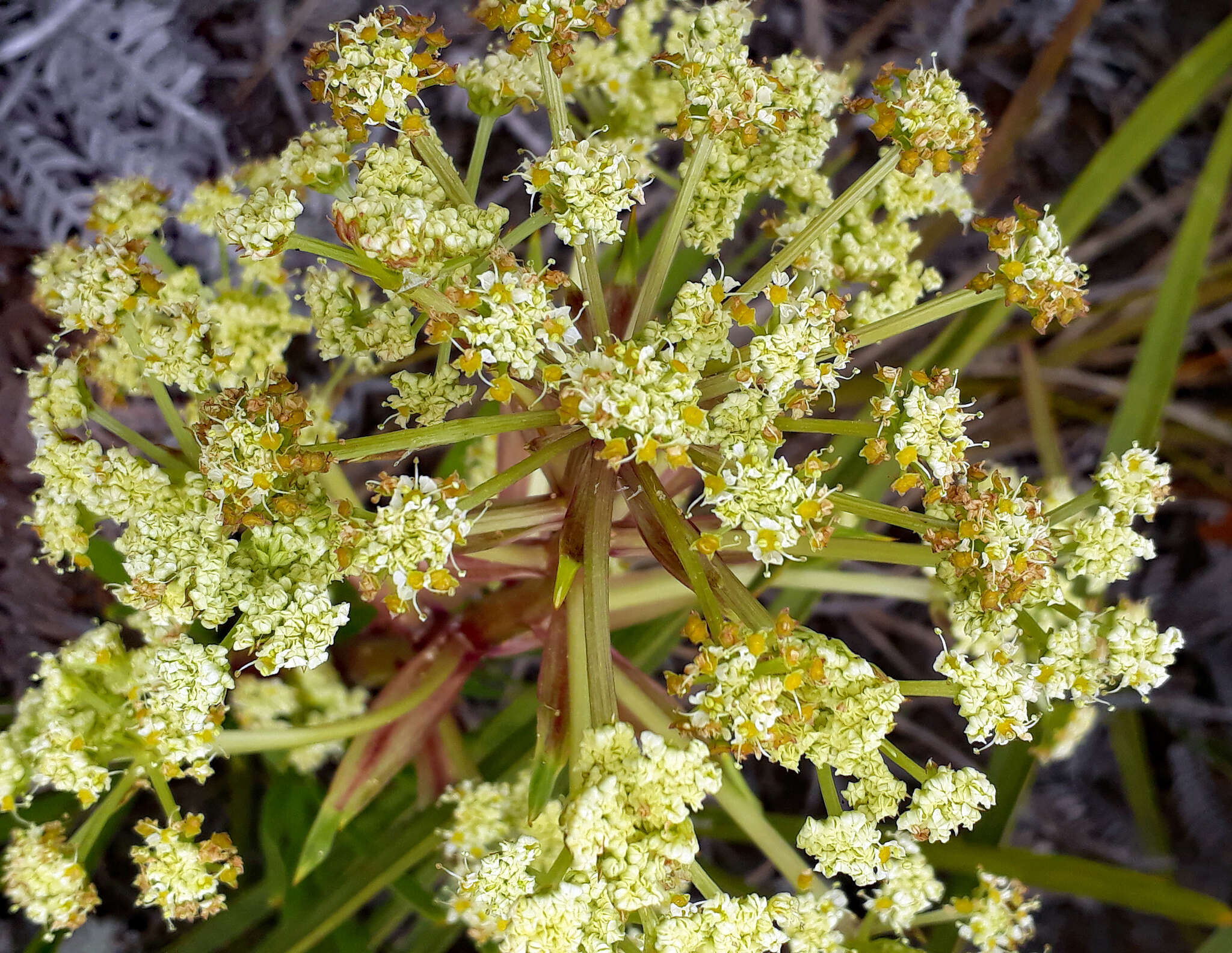 Imagem de Aciphylla traversii F. Müll. ex J. Buch