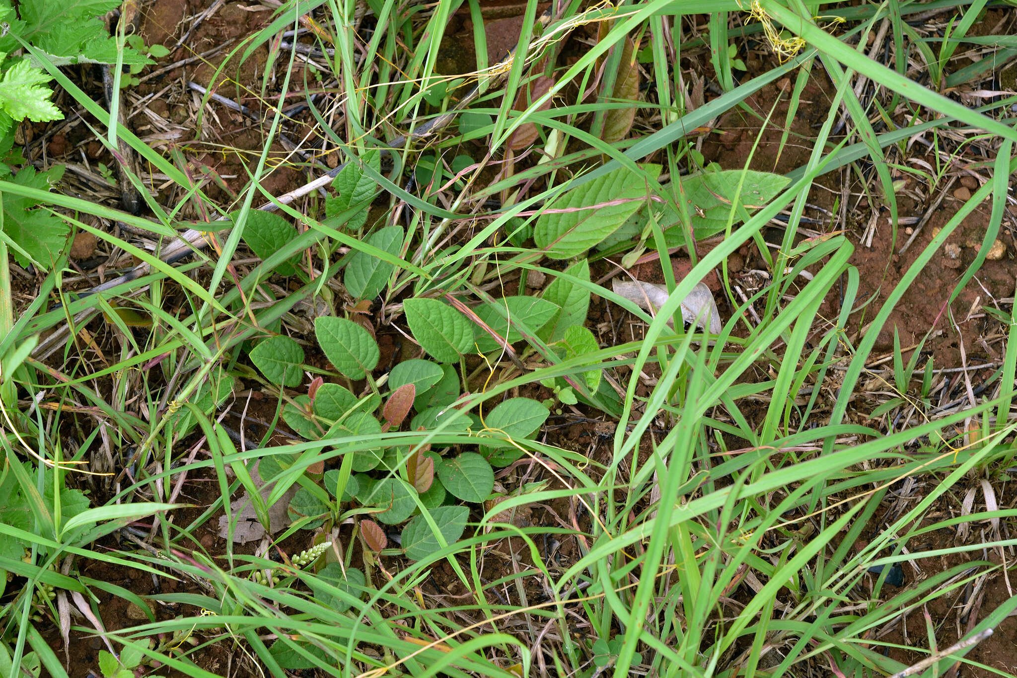 Image of Tadehagi triquetrum (L.) H. Ohashi