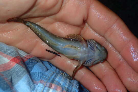 Image of Dordogne sculpin